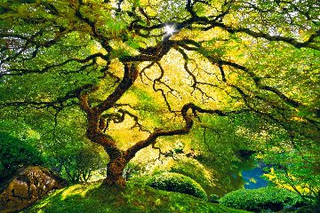 Inner Peace 1.5M Huge Panorama - Peter Lik Inner Peace 1.5M Huge Panorama - Peter Lik
