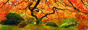 Tree of Zen Panorama - Peter Lik Tree of Zen Panorama - Peter Lik