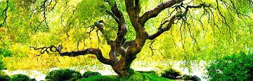 Serenity Tree 1.5M Huge Panorama - Peter Lik Serenity Tree 1.5M Huge Panorama - Peter Lik