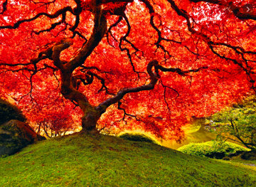 Tree of Life 1.5m Panorama - Peter Lik Tree of Life 1.5m Panorama - Peter Lik