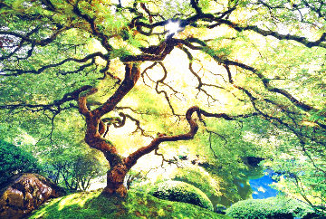 Inner Peace 2M Super Huge Panorama - Peter Lik Inner Peace 2M Super Huge Panorama - Peter Lik