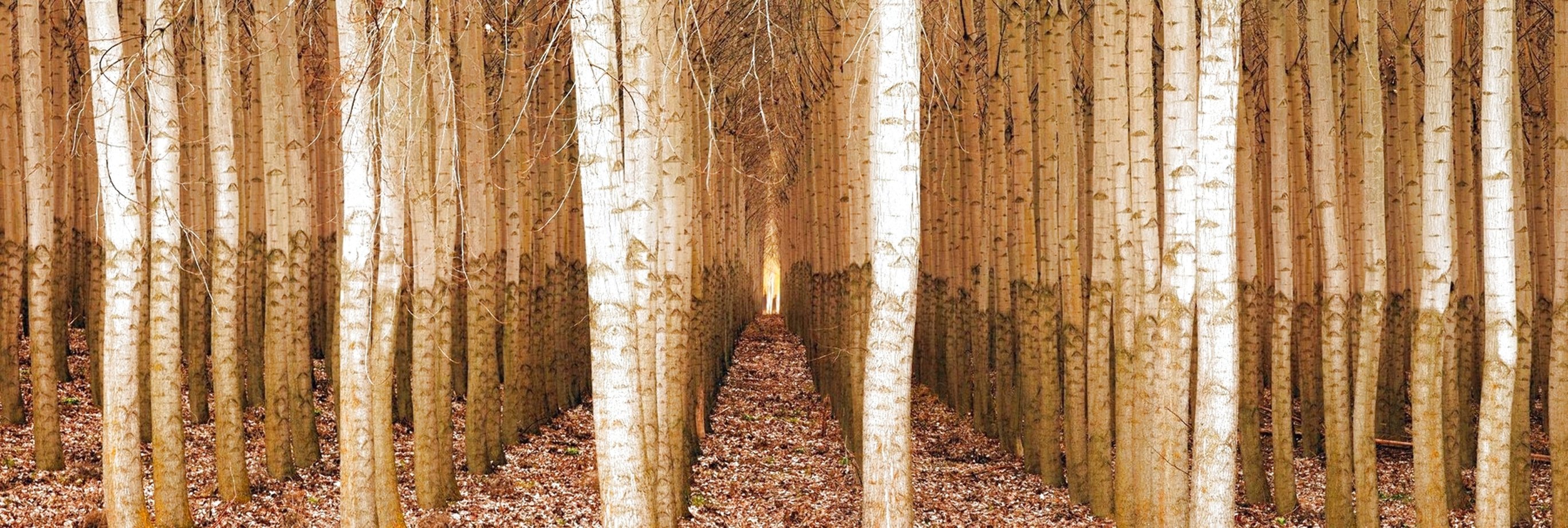 Endless Forest (Boardman, Oregon) 1.5M Huge Panorama by Peter Lik Endless Forest (Boardman, Oregon) 1.5M Huge Panorama by Peter Lik
