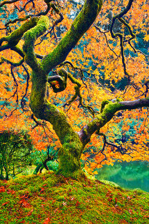 Tree of Beauty Panorama - Peter Lik Tree of Beauty Panorama - Peter Lik