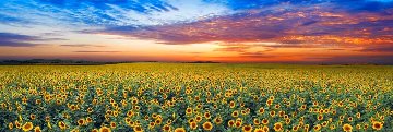Summer Dreams 1.5M Super Huge Panorama - Peter Lik Summer Dreams 1.5M Super Huge Panorama - Peter Lik