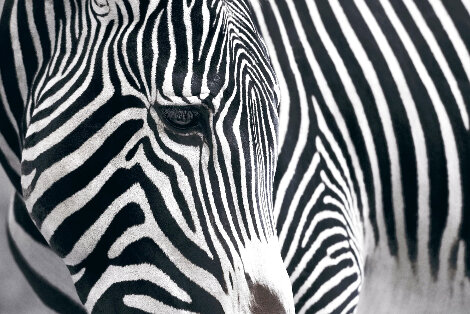 Wild Beauty 1M Recess Mount Panorama - Peter Lik