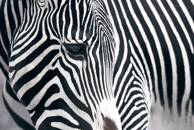 Wild Beauty 1M Recess Mount Panorama by Peter Lik