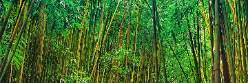 Prosperity 1.5M Super Huge Limited Edition Print - Peter Lik Prosperity 1.5M Super Huge Limited Edition Print - Peter Lik