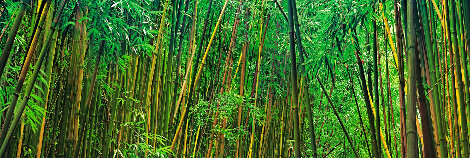 Prosperity - 1.5m - Recess Mount - Maui, Hawaii Panorama - Peter Lik