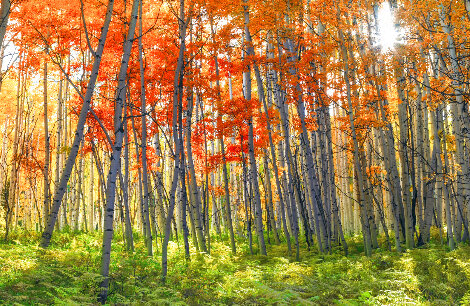 Autumn Splendor - 1M Recess Mount - Crested Butte, Colorado Panorama - Peter Lik