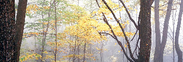 Lost Forest 1.5M Super Huge Panorama - Peter Lik Lost Forest 1.5M Super Huge Panorama - Peter Lik