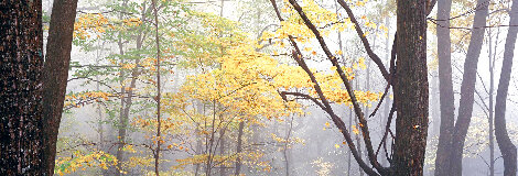 Lost Forest 1.5M Recess Mount - Mammoth Cave NP - Kentucky Panorama - Peter Lik
