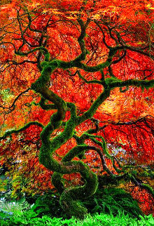 Infinity Tree 1.5M Super Huge Panorama - Peter Lik Infinity Tree 1.5M Super Huge Panorama - Peter Lik