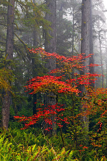 Splash of Red AP 1.5M Panorama - Peter Lik Splash of Red AP 1.5M Panorama - Peter Lik