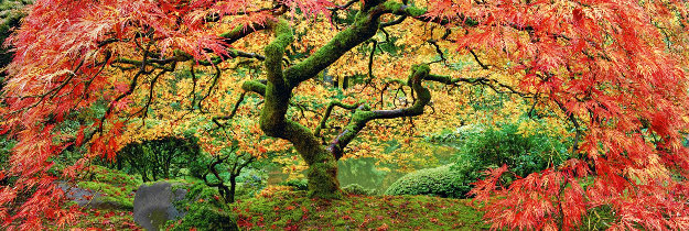   Autumn Spirit   1.5M  by 