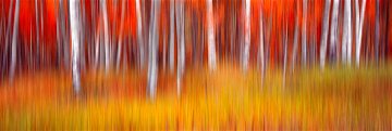 Vibrance 1.5M Huge Panorama - Peter Lik Vibrance 1.5M Huge Panorama - Peter Lik