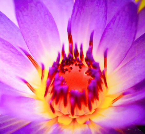 Eternal Flame 1M  - Queensland, Australia Panorama - Peter Lik