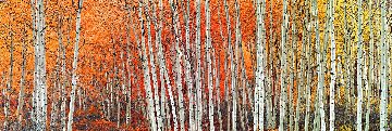 Harmony 1.5M Huge Panorama - Peter Lik Harmony 1.5M Huge Panorama - Peter Lik