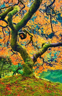 Tree of Beauty Panorama - Peter Lik