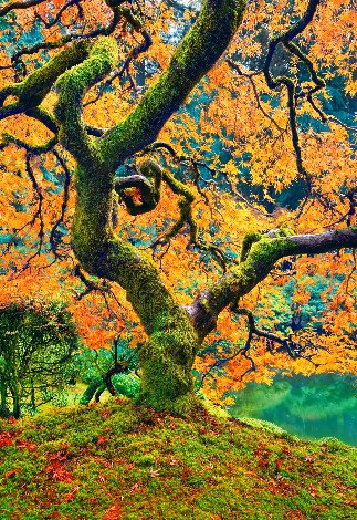 Tree of Beauty 1.2M - Huge - Portland, Oregon - Cigar Leaf Frame Panorama - Peter Lik