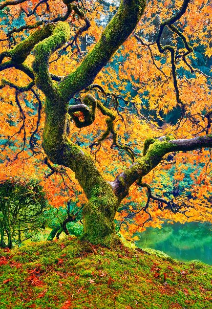 Tree of Beauty 1.2M - Huge - Portland, Oregon - Cigar Leaf Frame Panorama by Peter Lik