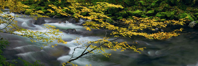 Forest Dreams 1.5M - Huge - Stevens Pass, Washington by Peter Lik