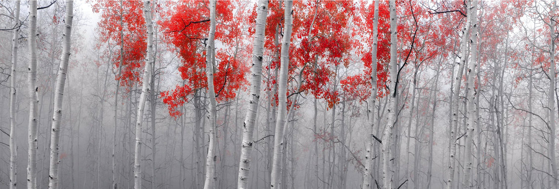 Scarlet Moods 1,5M Huge - Recess Mount Panorama by Peter Lik