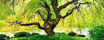 Tree of Serenity  2M Huge Panorama - Peter Lik