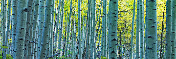 Endless Birches 1.5M Huge Panorama - Peter Lik