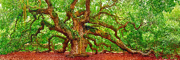 Tree of Hope 2M Huge Panorama - Peter Lik