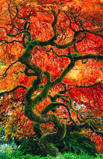 Infinity Tree Panorama - Peter Lik