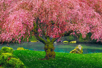 Tree of Dreams 2M Huge Panorama - Peter Lik