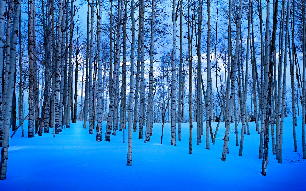 Moonlit Birches  Panorama by Peter Lik