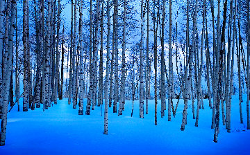 Moonlit Birches  - Huge Panorama - Peter Lik