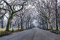 Sunday 5:47am 1.5M - Huge - New York - NYC - Central Park Panorama by Peter Lik - 0