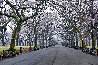 Sunday 5:47am 1M - New York - Central Park, NYC Panorama by Peter Lik - 0