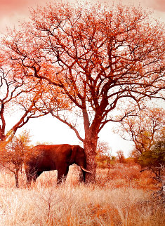 Ele Dreaming 1M - Huge Panorama - Peter Lik Ele Dreaming 1M - Huge Panorama - Peter Lik