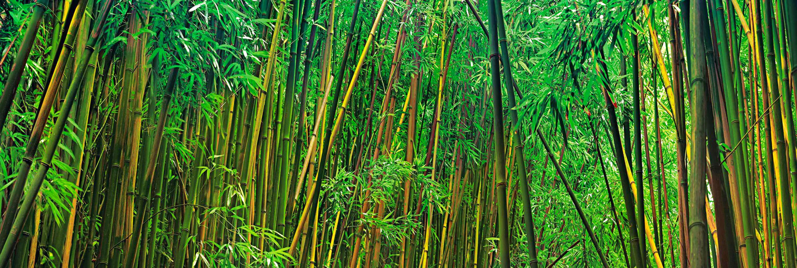 Prosperity - Huge 1.5M Panorama by Peter Lik Prosperity - Huge 1.5M Panorama by Peter Lik
