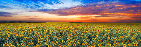 Summer Dreams 2M Huge Panorama - Peter Lik