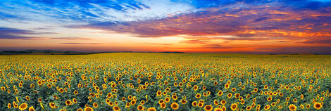 Summer Dreams 2M - Huge  - Ash Wood Frame - North Dakota Panorama - Peter Lik