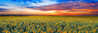 Summer Dreams 2M - Huge  - Ash Wood Frame - North Dakota Panorama by Peter Lik - 0