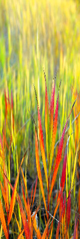 Passion 1M - Grand Tetons, Wyoming - Recess Mount Panorama - Peter Lik