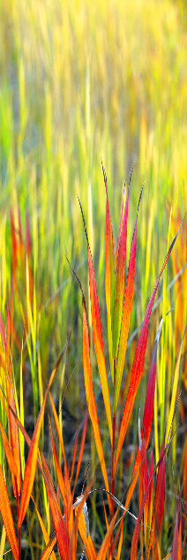 Passion 1M - Grand Tetons, Wyoming - Recess Mount Panorama by Peter Lik