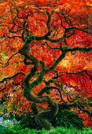 Infinity Tree - 1M Panorama - Peter Lik