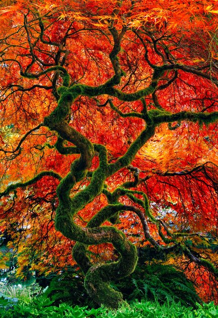 Infinity Tree - 1M - Bamboo Frame by Peter Lik