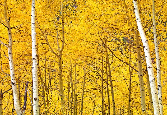 Yellow 1.9M - Huge Mural Size - Colorado Panorama by Peter Lik