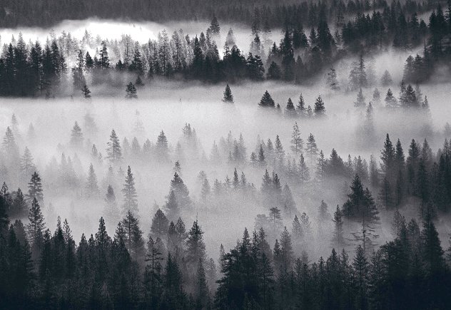 Into the Mist AP 1M  - Yosemite National Park, California Panorama by Peter Lik