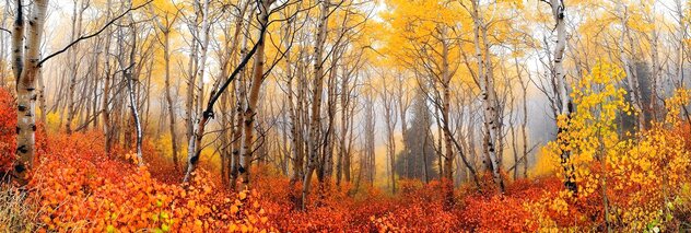 Autumn Mist 1.5M - Huge - Ash Wood Frame- Deer Valley, Utah by Peter Lik