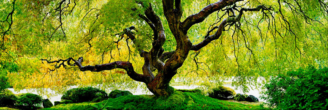 Tree of Serenity 1.5M - Huge - Oregon Panorama by Peter Lik
