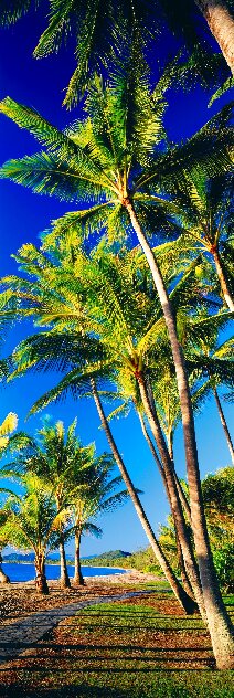Beautiful Day 2M - Huge Mural Size - Cigar Leaf Frame - Queensland, Australia Panorama by Peter Lik