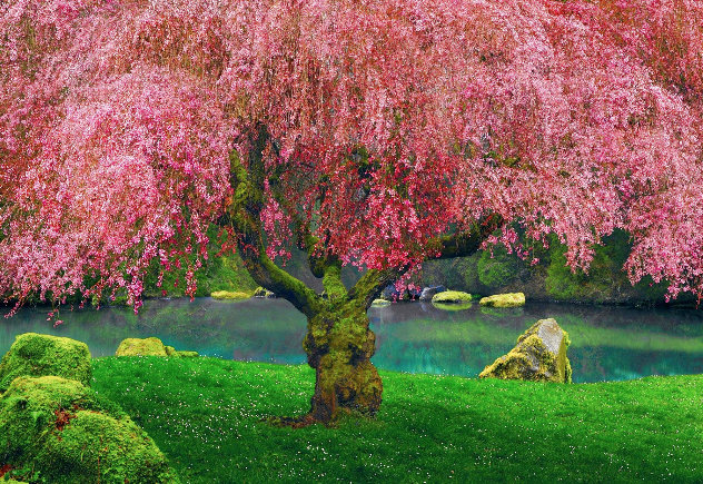 Tree of Dreams 1M -  Washington - Ashwood Frame Panorama by Peter Lik